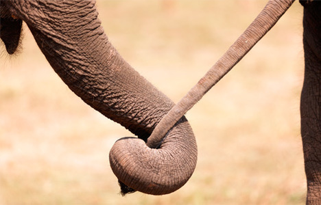 Elephant Gin
